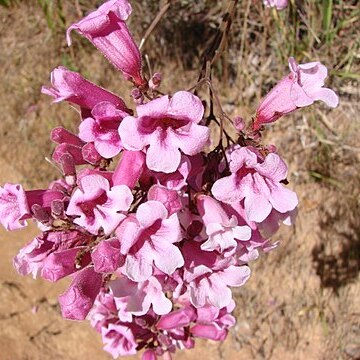 Cuspidaria pulchra unspecified picture
