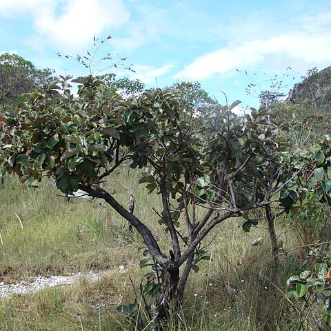 Byrsonima crassa unspecified picture