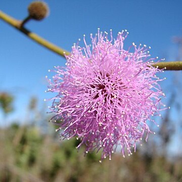 Mimosa claussenii unspecified picture