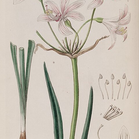 Placea ornata unspecified picture