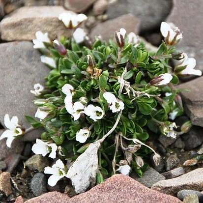 Arenaria pseudofrigida unspecified picture