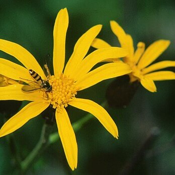 Ligularia fischeri unspecified picture