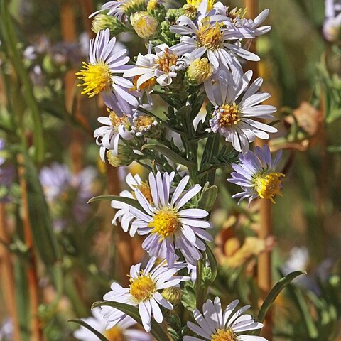 Symphyotrichum eatonii unspecified picture