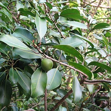 Planchonella sandwicensis unspecified picture