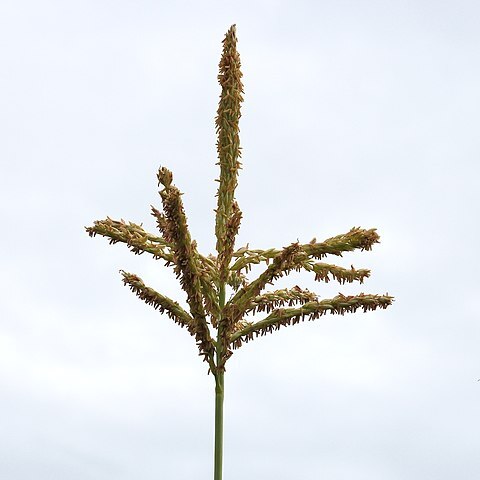 Zea mays subsp. mays unspecified picture