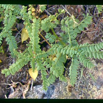 Astragalus vallaris unspecified picture