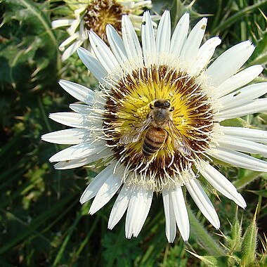 Berkheya cirsiifolia unspecified picture