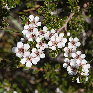 Leptospermum rupestre unspecified picture