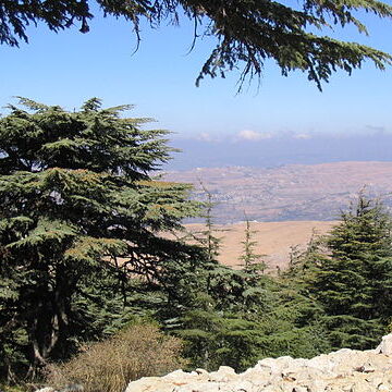 Cedrus unspecified picture