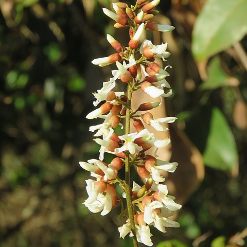 Derris brevipes unspecified picture