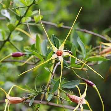 Strophanthus gerrardii unspecified picture