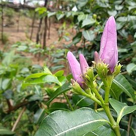 Cryptostegia unspecified picture