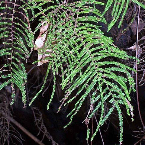 Gleichenia unspecified picture