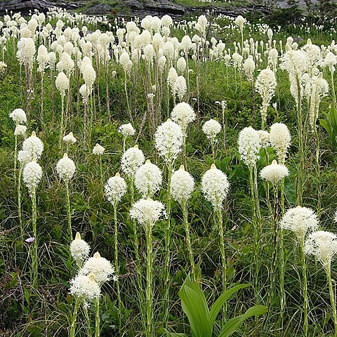 Xerophyllum unspecified picture