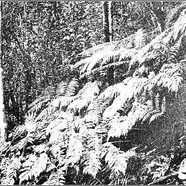 Marattia unspecified picture