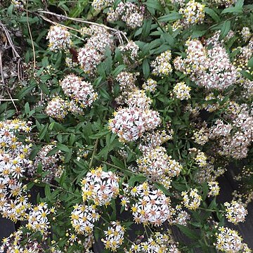 Aster taiwanensis unspecified picture