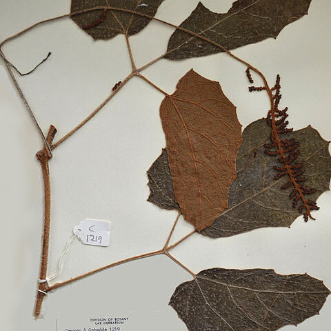 Ampelocissus asekii unspecified picture