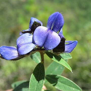 Crotalaria sessiliflora unspecified picture