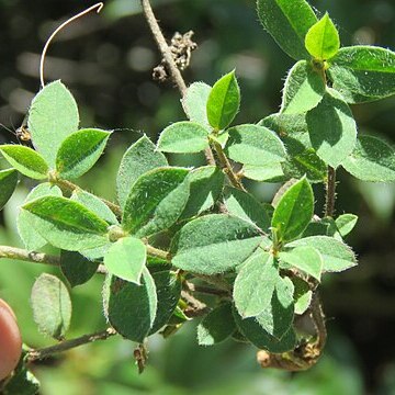 Crotalaria sessiliflora unspecified picture