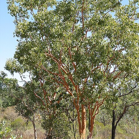 Eucalyptus l'hér. unspecified picture
