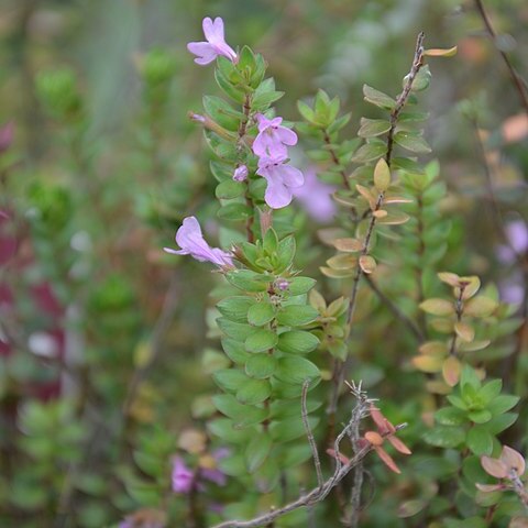 Micromeria glomerata unspecified picture