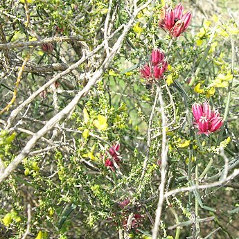 Microloma sagittatum unspecified picture