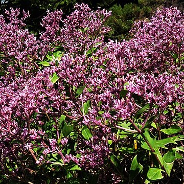 Hedyotis purpurascens unspecified picture