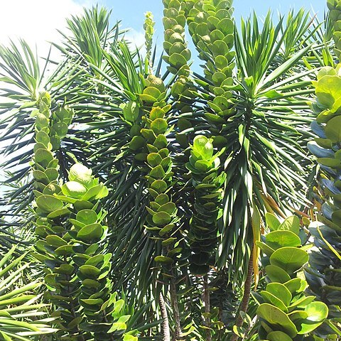 Diospyros revaughanii unspecified picture