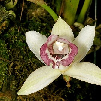 Warczewiczella palatina unspecified picture