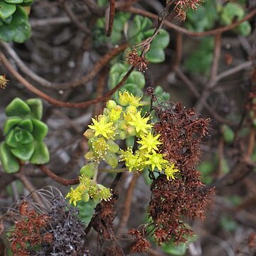 Aeonium lindleyi unspecified picture