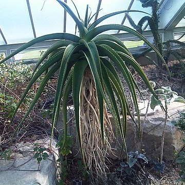 Aloe helenae unspecified picture
