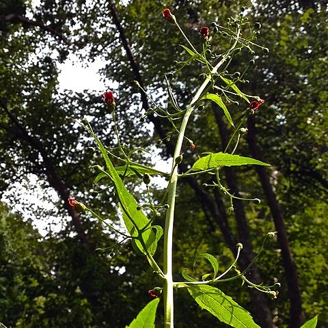 Scrophularia marilandica unspecified picture