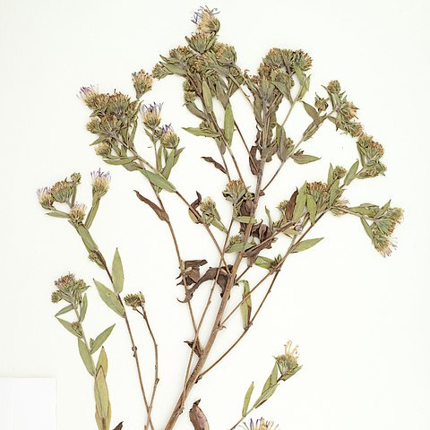 Symphyotrichum jessicae unspecified picture