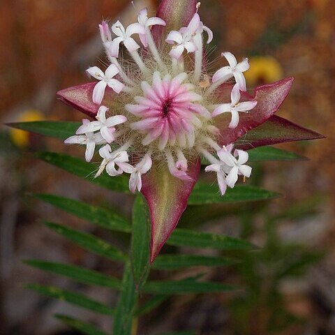 Pimelea spectabilis unspecified picture