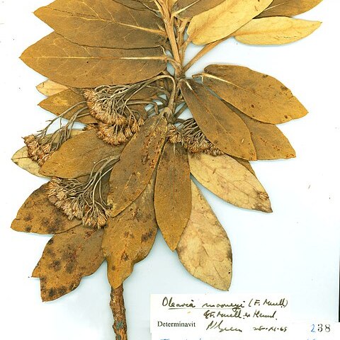 Olearia mooneyi unspecified picture