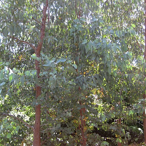 Eucalyptus alligatrix unspecified picture