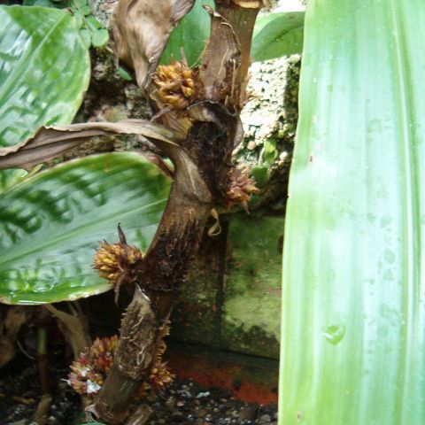 Amischotolype unspecified picture