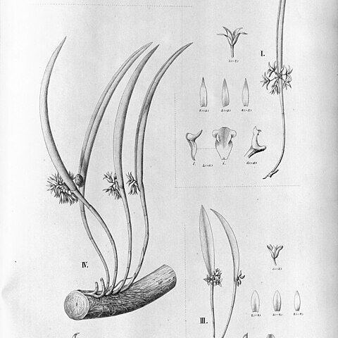 Octomeria aetheoantha unspecified picture