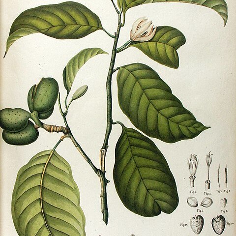 Magnolia montana unspecified picture