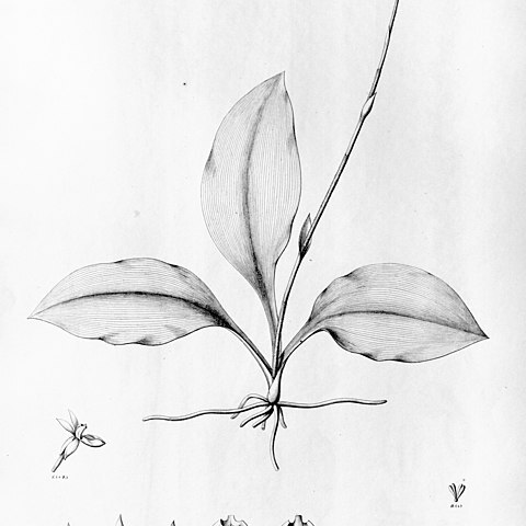Cystorchis unspecified picture