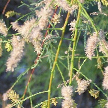 Eysenhardtia adenostylis unspecified picture