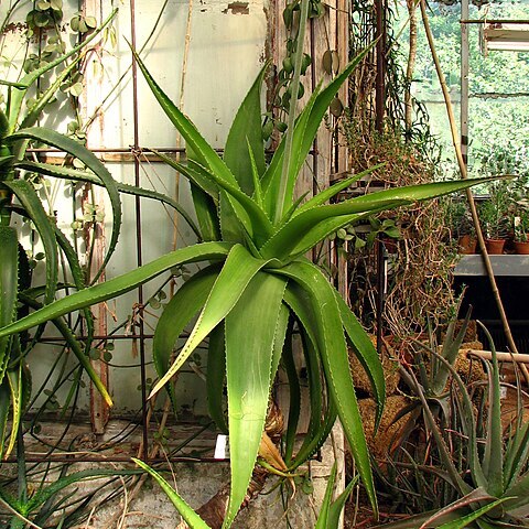 Aloe reynoldsii unspecified picture