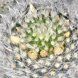 Mammillaria albicoma unspecified picture
