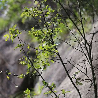 Wikstroemia monnula unspecified picture