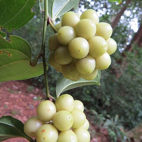 Smilax perfoliata unspecified picture