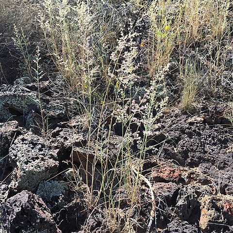 Cottea pappophoroides unspecified picture