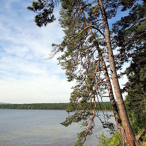 Pinus sylvestris var. mongholica unspecified picture