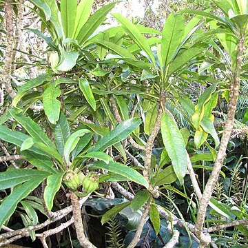 Clermontia arborescens unspecified picture