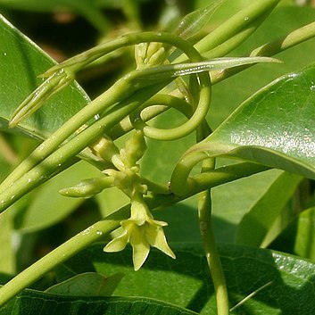 Cryptolepis unspecified picture