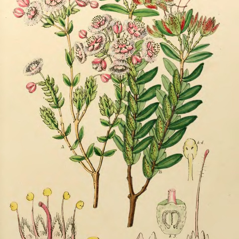 Verticordia insignis unspecified picture